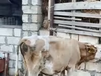 گاو نر, گاو — عکس 2