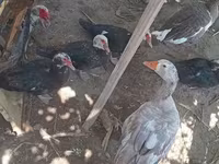 Ducks — foto 8