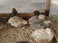 Quails — լուսանկար 8