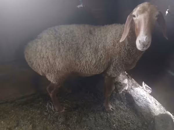 Sheep, Sheep — Kyrgyzstan