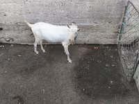 بکرا, Saanen goat — تصویر 3