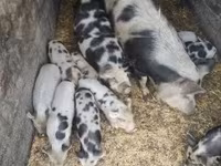 Babi betina, Кунекуне — foto 2