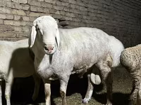 قوچ, Afghan Arabi sheep — عکس 5