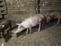 猪（批次，未指定性别）, Pigs — 照片 2