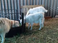 Էգ այծ, Pomellata goat — լուսանկար 3