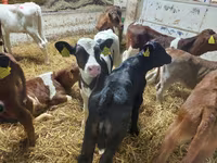Tyre, Simmental cattle — foto 3