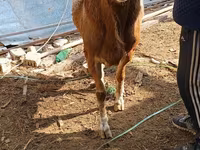 Baran, Hissar sheep — zdjęcie 2