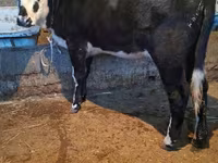 Үнээ, Latvian Blue cattle — 2 зураг
