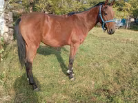 Kůň, Anglo-Arabian — foto 3