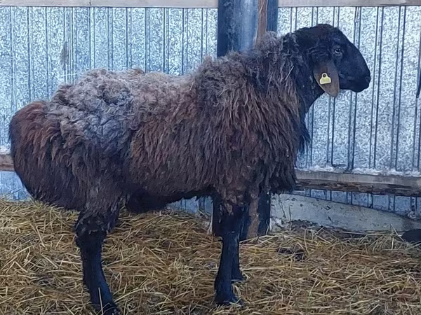 Beran, Hissar sheep