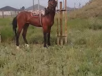 Faras, Horses — sawirka 1