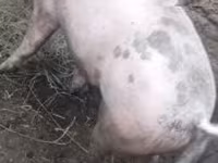 หมูป่าตัวผู้, หมู — รูปภาพ 1