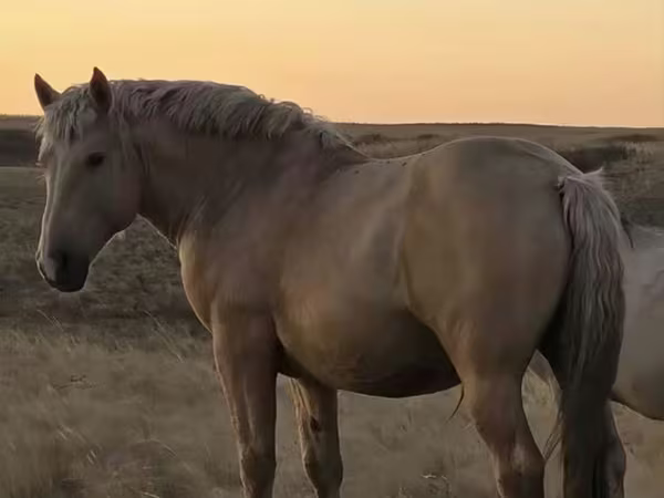 Faras, New Altai Horse