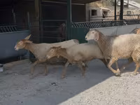 Owca, Arashan sheep — zdjęcie 8
