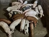 Doofaar lab, Pigs — sawirka 4