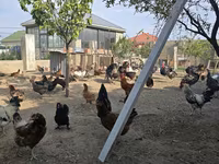 Chickens — Foto 2