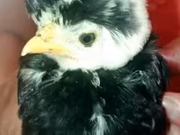 Pekinška bantam — fotografija 3