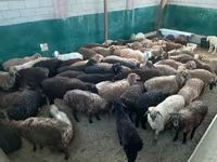 قوچ, گوسفند — عکس 5
