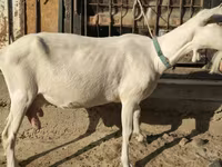 بز ماده, Saanen goat — عکس 1