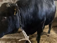 Tyre, Aberdeen-Angus — foto 1