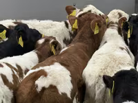 گاو و گوساله (گروه، جنسیت مشخص نشده), Russian Black pied cattle — عکس 5