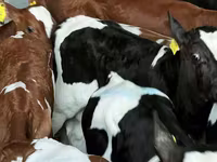 Lembu ternakan (lot, jantina tidak dinyatakan), Cattle — foto 8