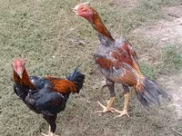 Chickens — zdjęcie 6