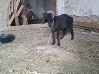 山羊（批次，未指定性别）, Goats — 照片 5
