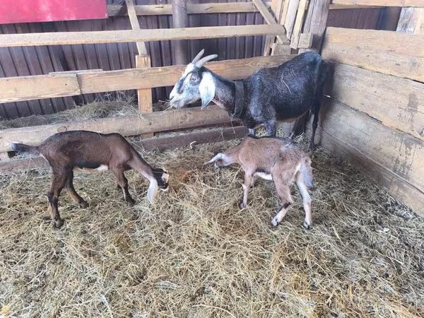 Capra, Nubian Goat