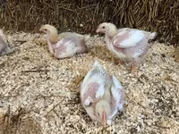 Chickens — ፎቶ 2