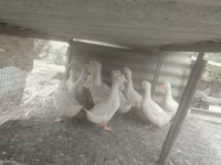 Americký pekinský — foto 2