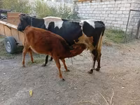 Krava, Simmental cattle — foto 4