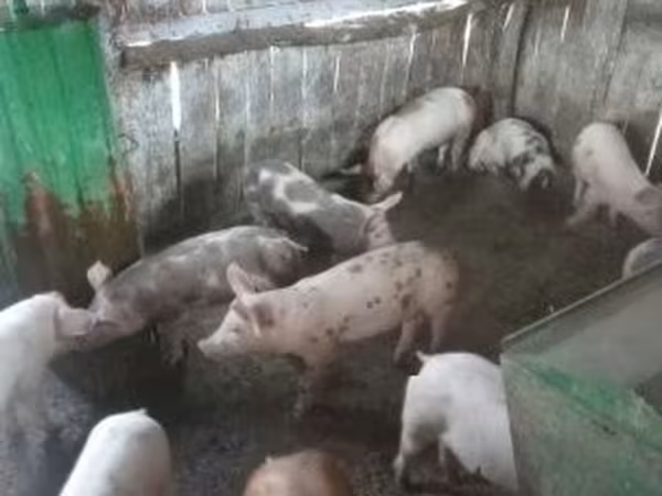 Sow, Pigs — Hungary