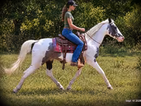 Kůň, National Show Horse — foto 3
