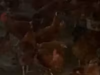 Chickens — fotografija 1