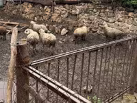 በግ, Sheep — ፎቶ 2