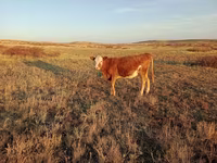 Αγελάδα, Simmental cattle — φωτογραφία 4