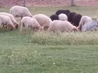 Vædder, Racka sheep — foto 4
