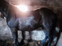 اسب (گروه، جنسیت مشخص نشده), Horse breed — عکس 8