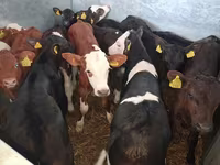 Byk, Simmental cattle — zdjęcie 7