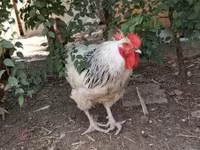 Chickens — акс 2