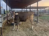 Kuh, Swiss cattle — Foto 2