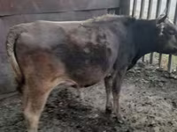 Vacă, Bovine — foto 2