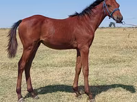 Pastuv, Thoroughbred horse — fotografija 4