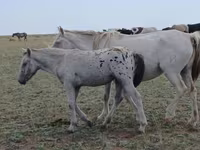 مادیان, Kazakh horse — عکس 2