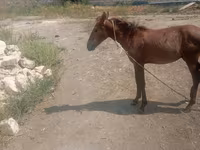 اسب نر, اسب — عکس 3