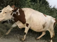 Mucca, Bovini — foto 3