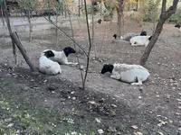 암양, Dorper sheep — 사진 3
