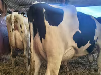 Vacă, Rasa Holstein — foto 5