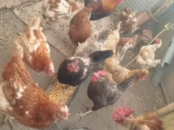 Chickens